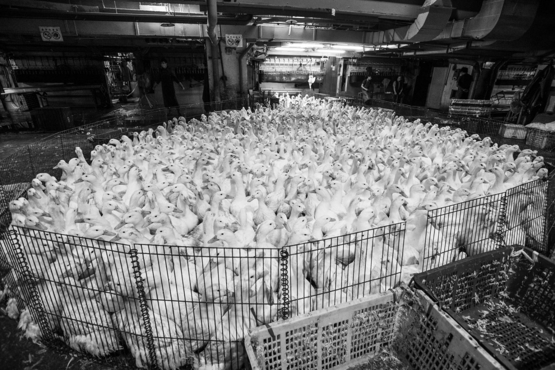 After unloading from transport trucks, ducks are corralled on the floor of the slaughterhouse. Taiwan. Jo-Anne McArthur