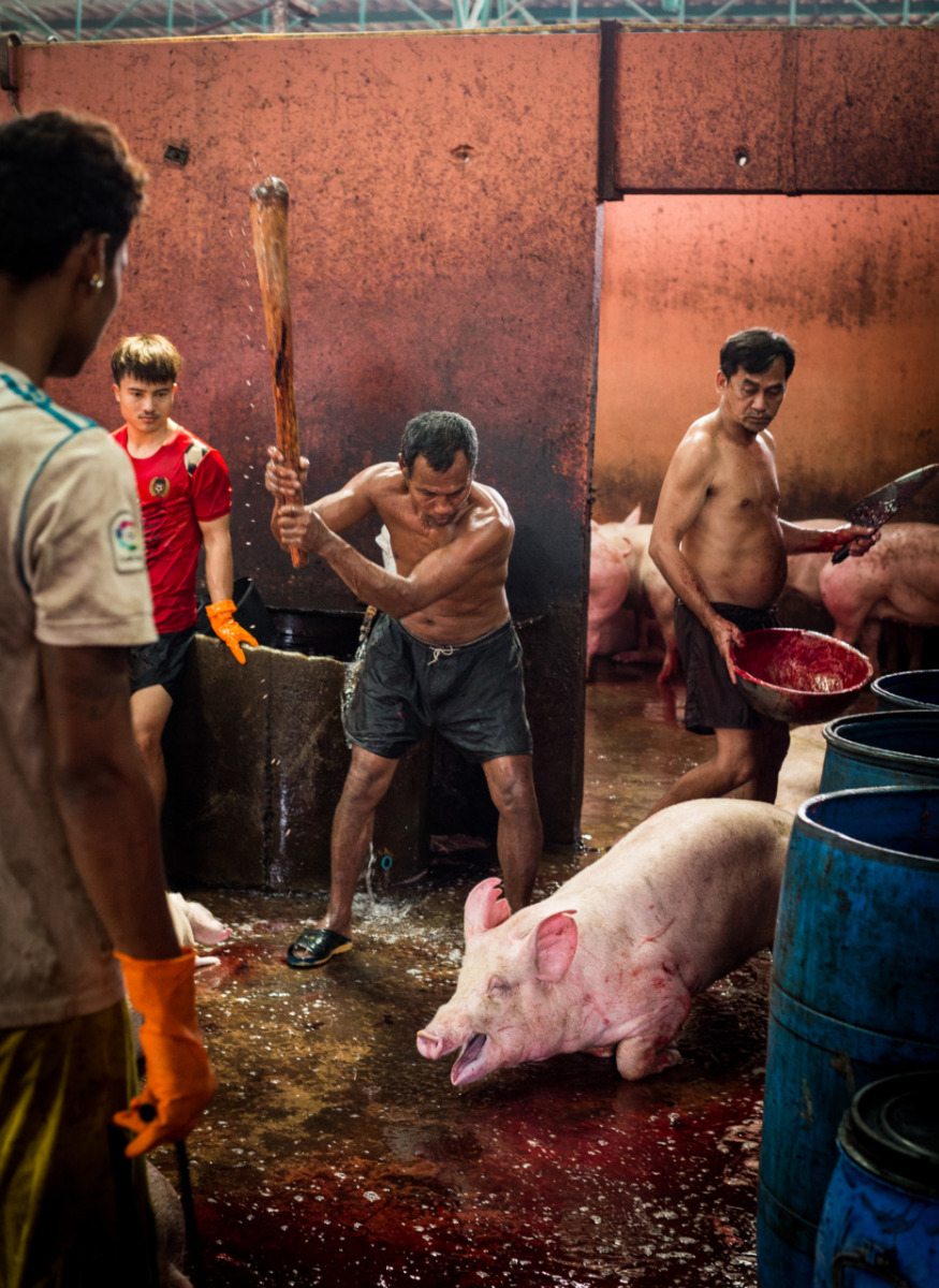 A pig screams as she In some small Asian slaughterhouses, clubbing is used to stun pigs. This often fails to render the animals fully unconscious before their throats are slit. Thailand. Jo-Anne McArthur is clubbed before slaughter.