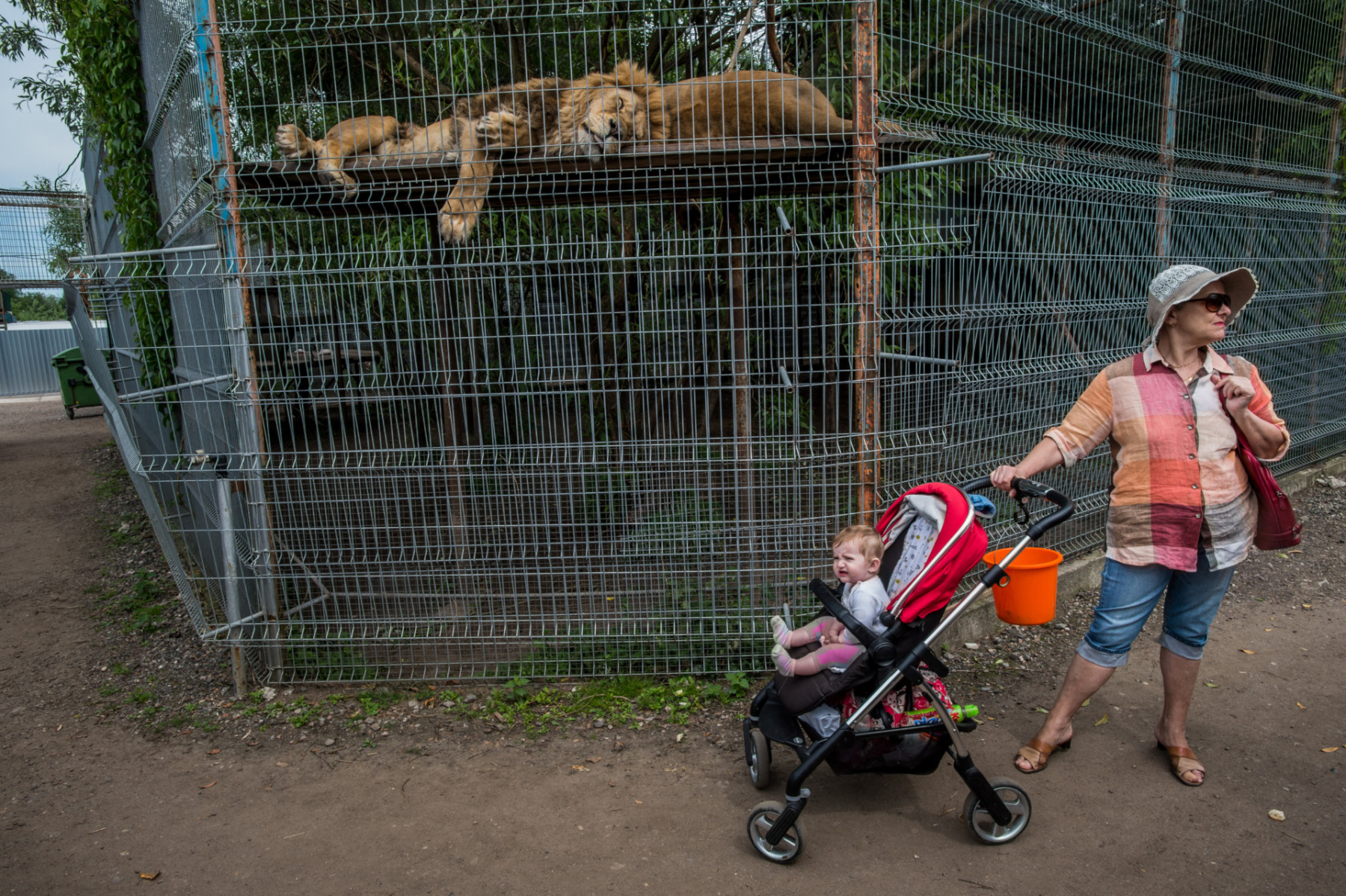 The dullness of captivity and the ubiquitous trip to the zoo is known the world over. Lithuania. Jo-Anne McArthur