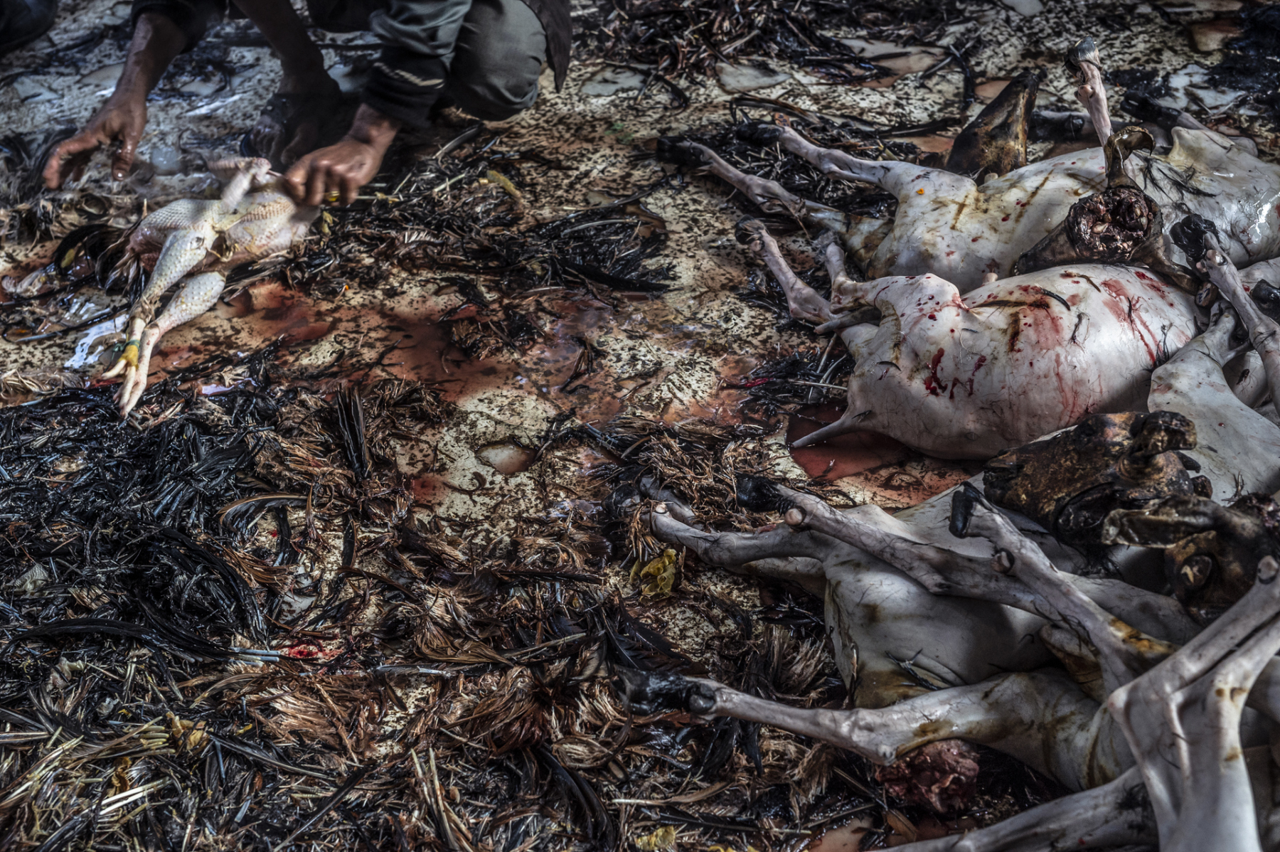 Animals killed in sacrifice are plucked, dehaired, dismembered and boiled at Dakshinkali temple. Nepal. Jo-Anne McArthur