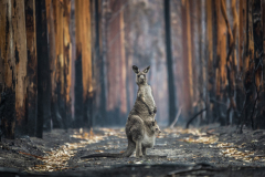 Out of the ashes. A kangaroo and her joey stand in a burned-out eucalyptus plantation after the cataclysmic 2019-2020 bushfires. Australia. Jo-Anne McArthur