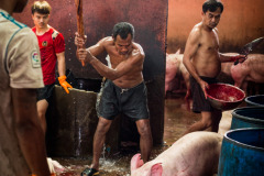 A pig screams as she In some small Asian slaughterhouses, clubbing is used to stun pigs. This often fails to render the animals fully unconscious before their throats are slit. Thailand. Jo-Anne McArthur is clubbed before slaughter.