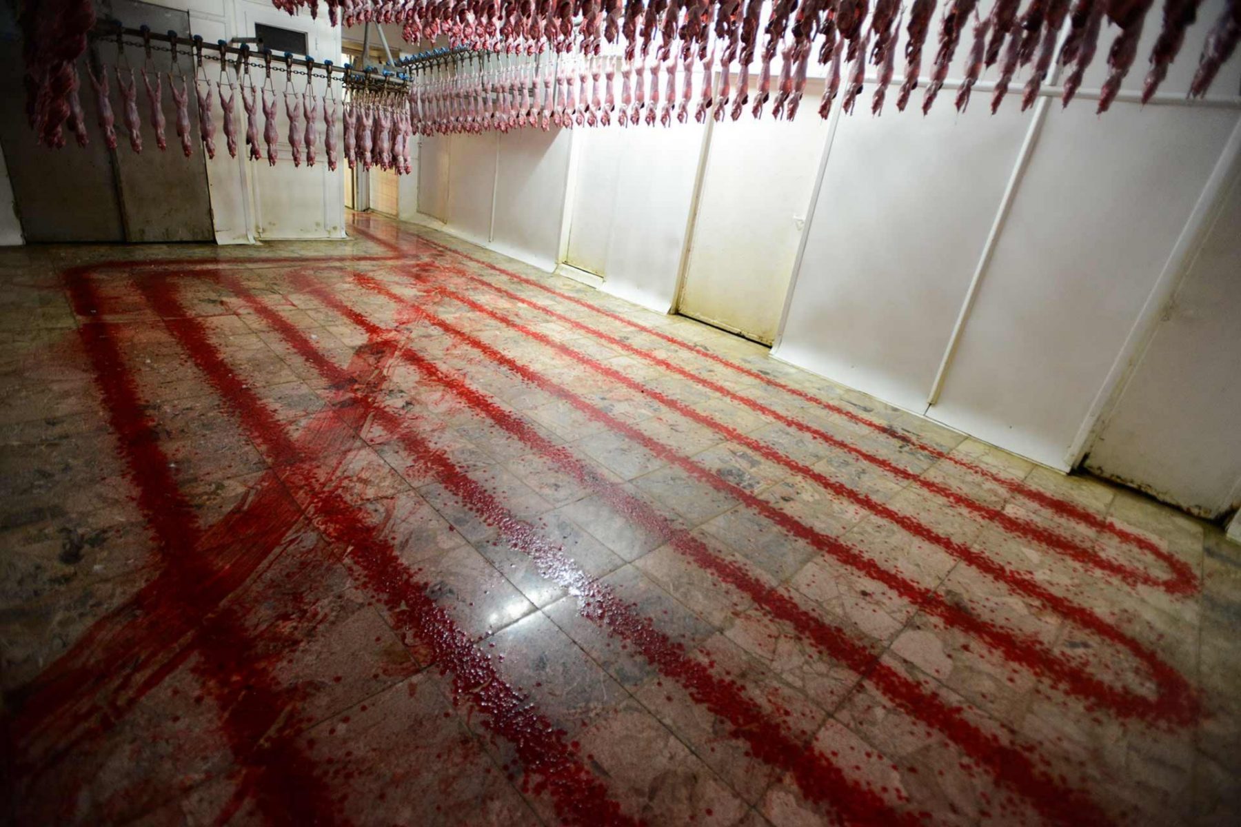 Rabbit slaughterhouse. Spain