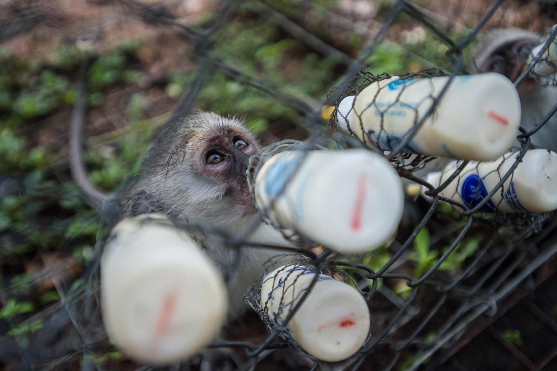 A rescued vervet monkey at the Vervet Monkey Foundation. South Africa.