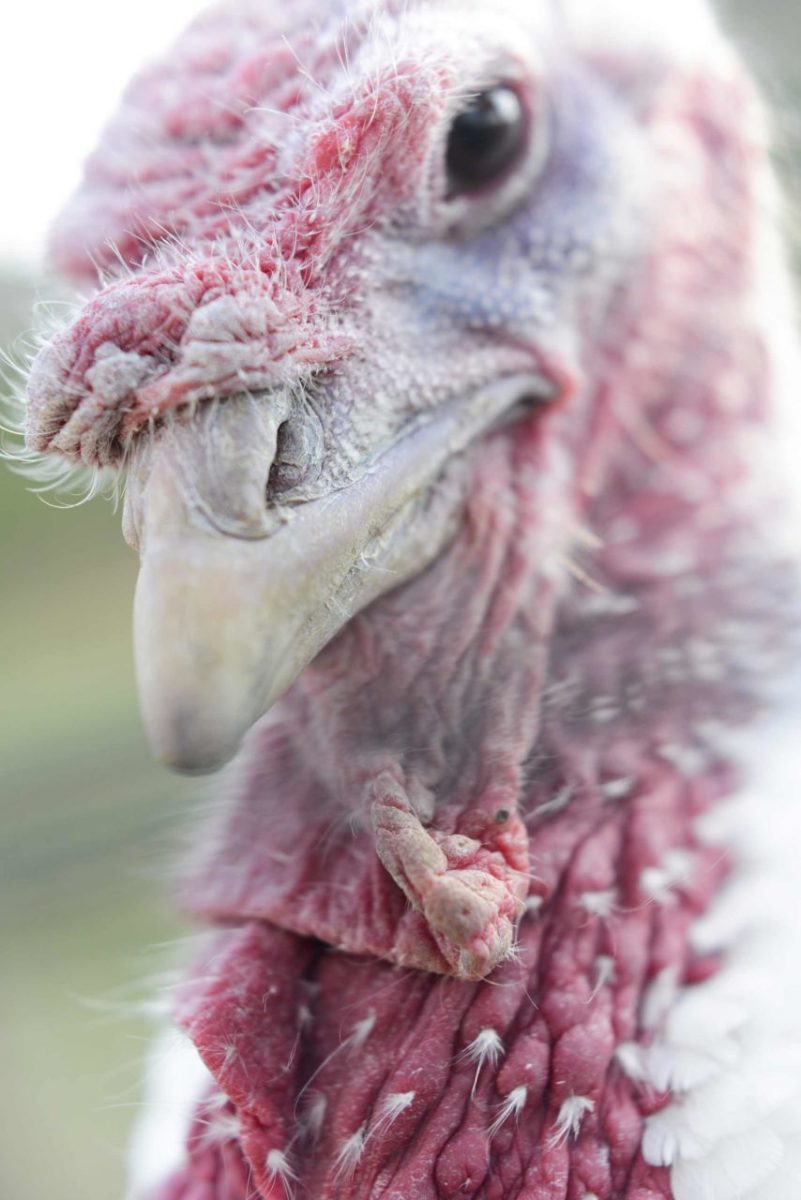 Echo, a rescued turkey who lives at Farm Sanctuary. USA