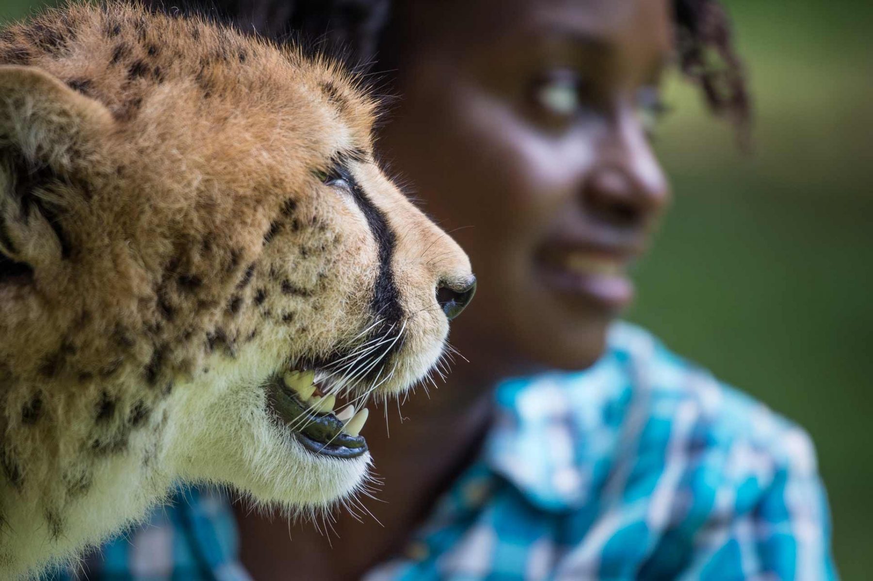 Veterinarian Dr. Gladys Kalema-Zikusoka with rescued cheetah, Pian. Uganda, 2016