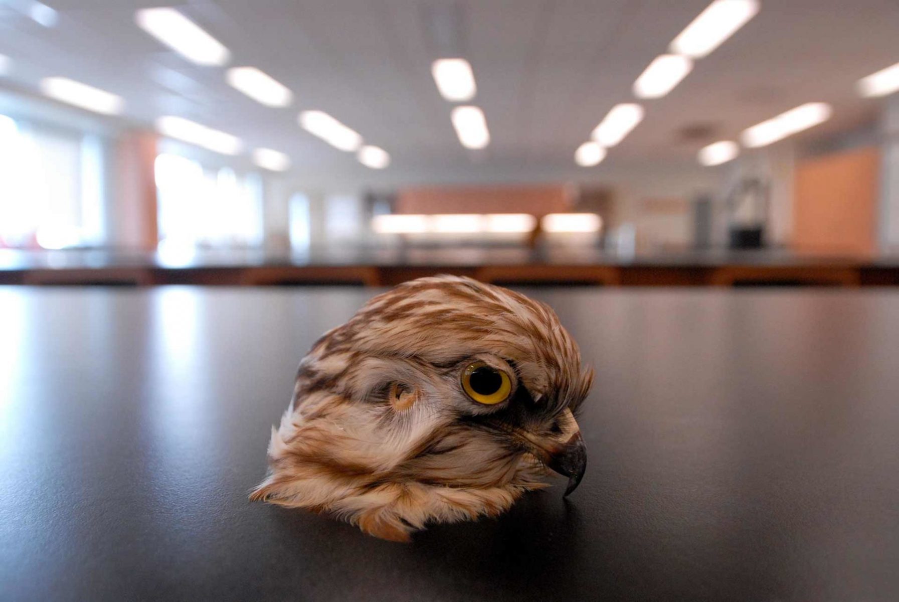 The head of a red-tailed hawk at a veterinary school. Canada, 2005