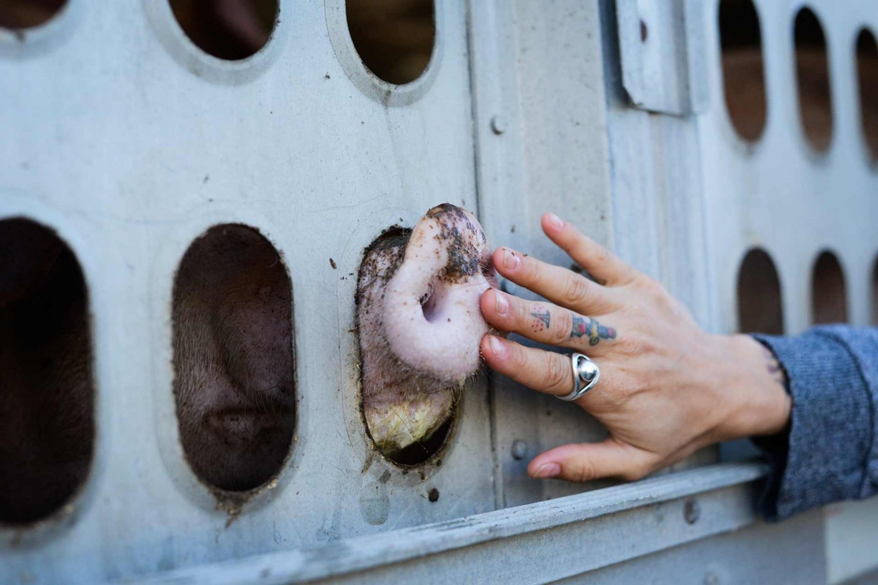 Activist Karen Bowman touches the snout of a pig who is en route to slaughter, during a Toronto Pig Save vigil. Canada, 2013