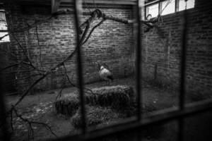 White stork. Denmark, 2016. JMcArthur / Born Free Foundation