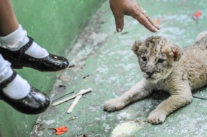 Lion cub. Cuba, 2008