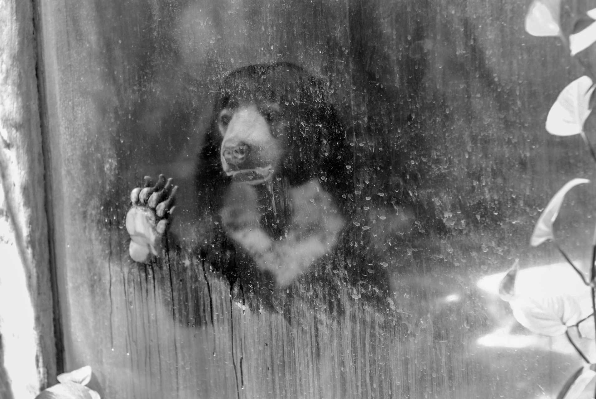 Malayan sun bear. Thailand, 2008