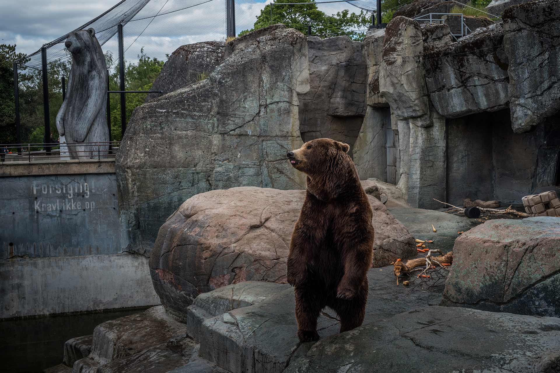 Brown bear, Denmark, 2016. JMcArthur/Born Free Foundation
