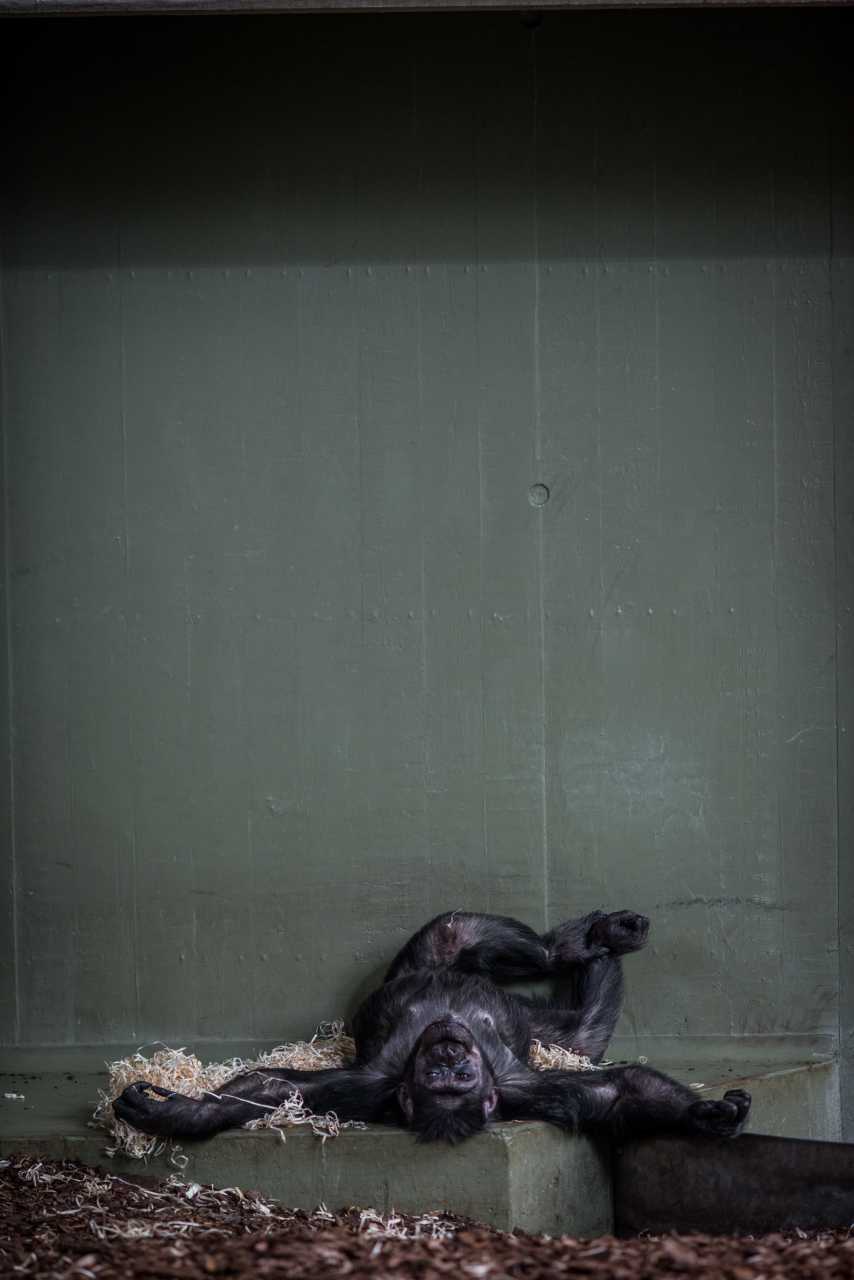 Chimpanzee. Denmark, 2016. JMcArthur / Born Free Foundation