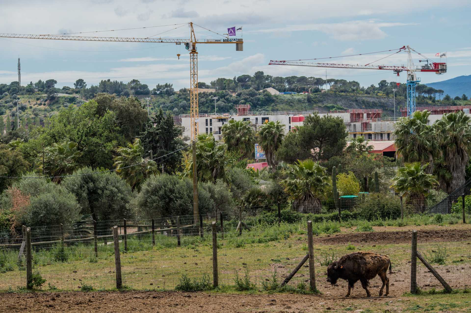 Plains buffalo. France, 2016. JMcArthur / Born Free Foundation