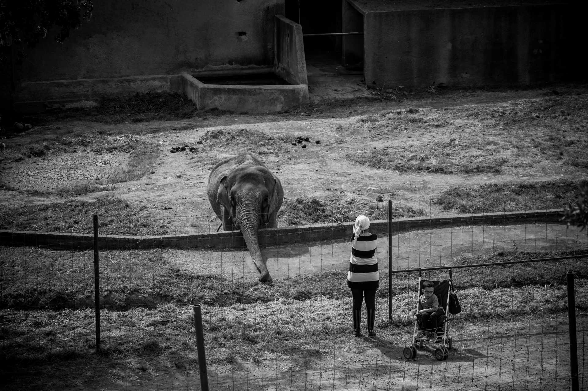 Elephant. France, 2016. JMcArthur / Born Free Foundation
