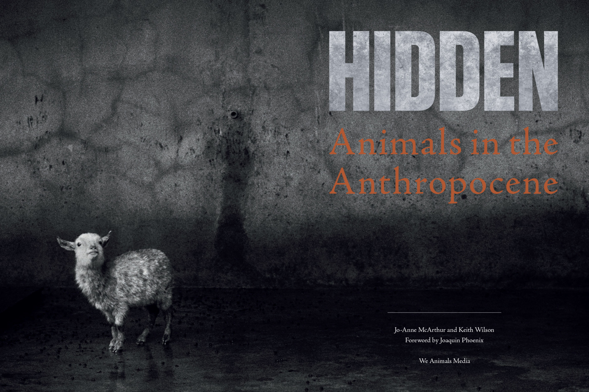 Lamb to the slaughter. Alone and waiting to die in a live animal market. China. Britta Jaschinski