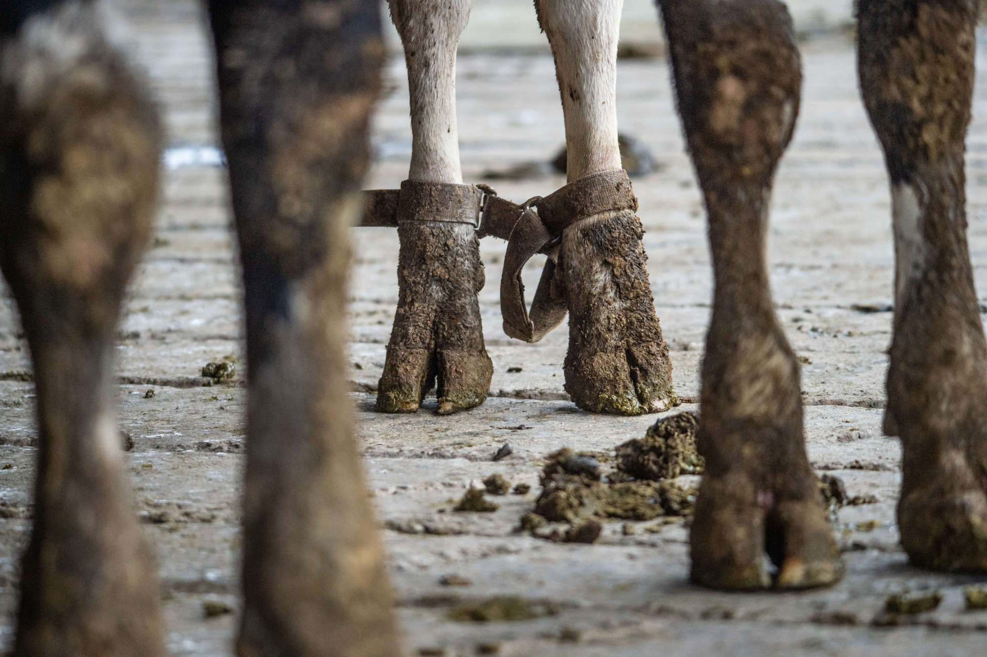 Leather 'cow cuffs', or hobbies, restrain the hind legs of a dairy cow to prevent her from kicking. Taiwan. Jo-Anne McArthur