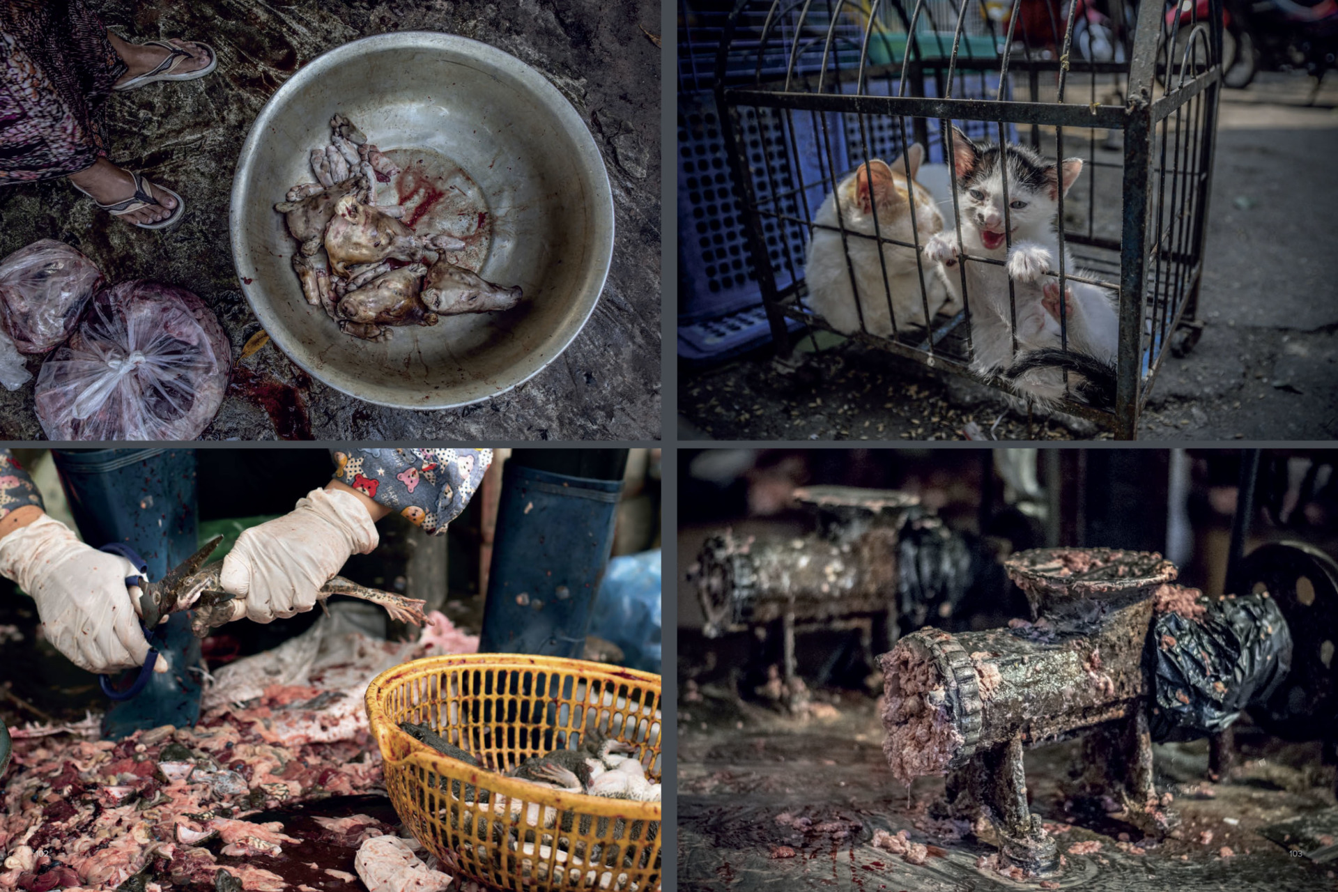 A live frog is decapitated with scissors at a street market as another frog, next in line, watches on. Vietnam. Amy Jones.