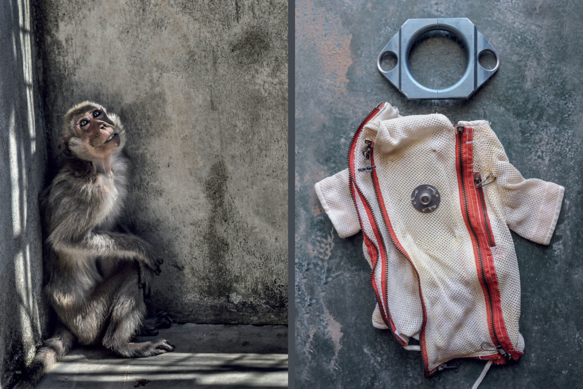 One of hundreds of emaciated long-tailed macaques at a monkey breeding facility for use in scientific research. Laos. Jo-Anne McArthur
