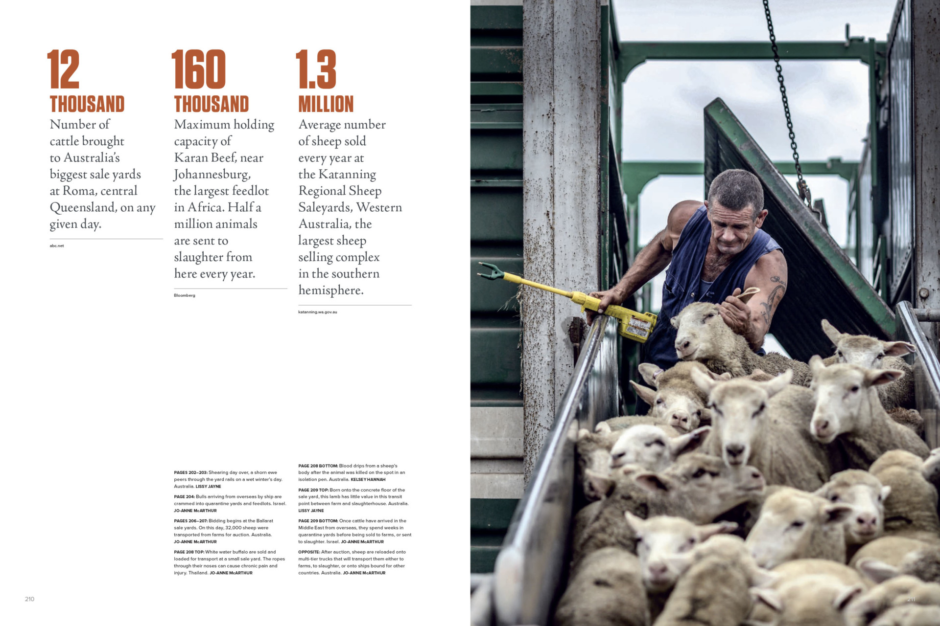After auction, sheep are reloaded onto multi-tier trucks that will transport them either to farms, to slaughter, or onto ships bound for other countries. Australia. Jo-Anne McArthur