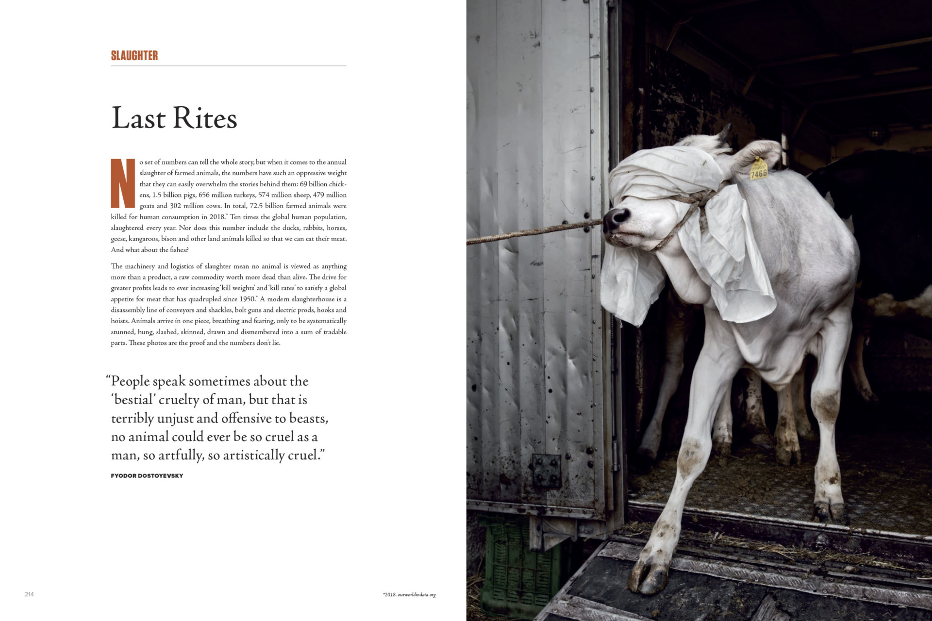 Last walk. A blindfolded cow is led from a truck to the transit stall before being processed. Italy. Tommaso Ausili