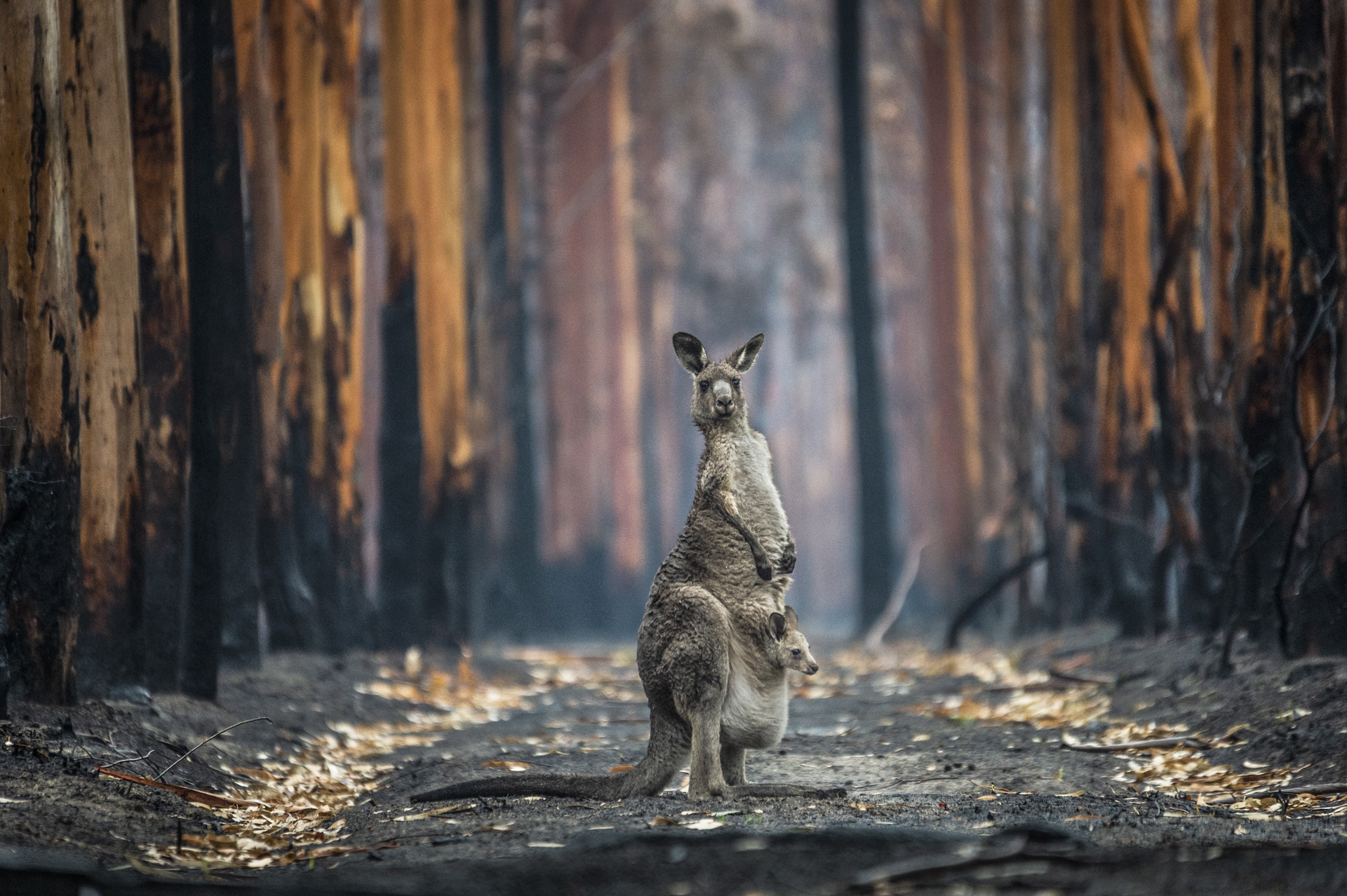 Out of the ashes. A kangaroo and her joey stand in a burned-out eucalyptus plantation after the cataclysmic 2019-2020 bushfires. Australia. Jo-Anne McArthur