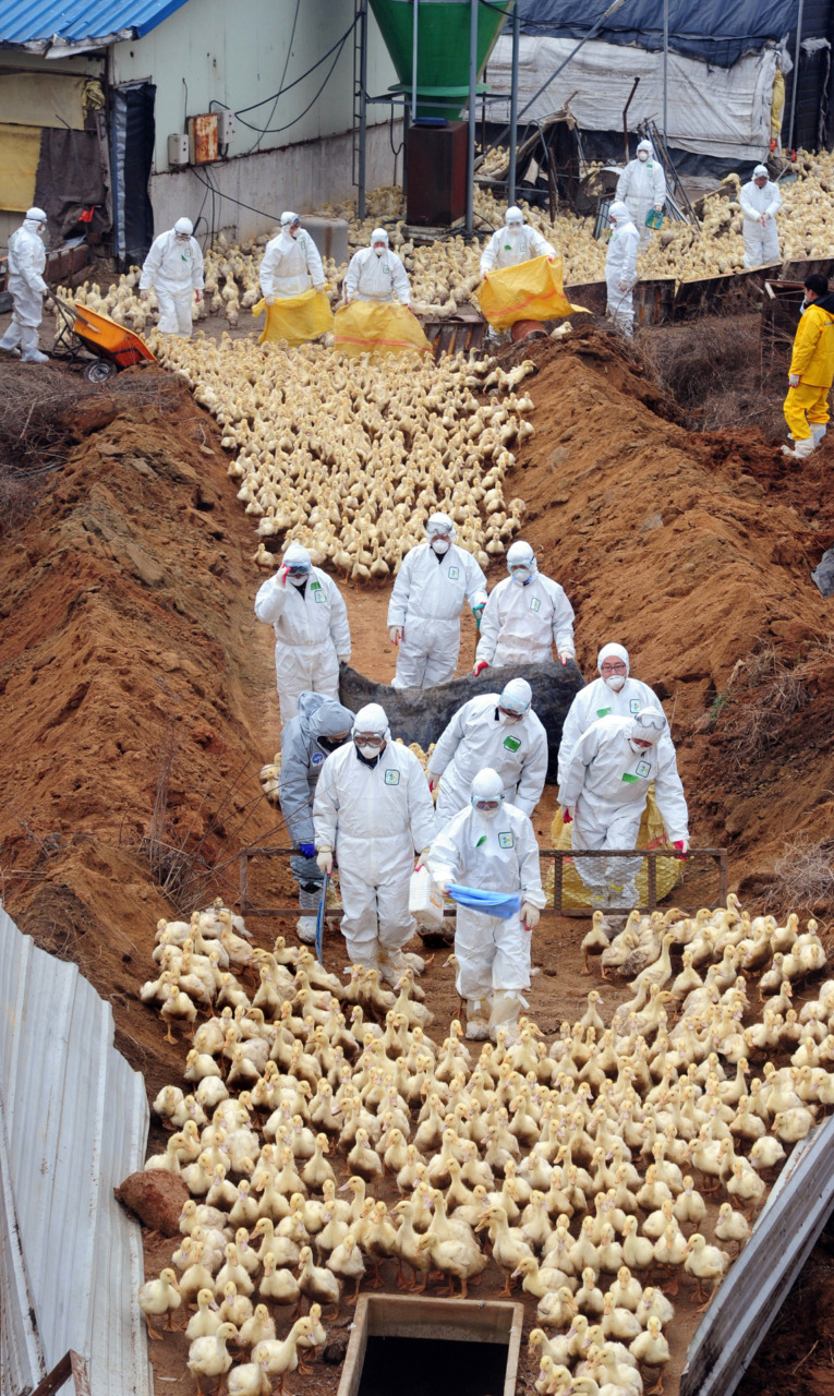 Ducks are herded into a pit to be buried alive following an outbreak of the highly pathogenic avian influenza. South Korea. Anonymous