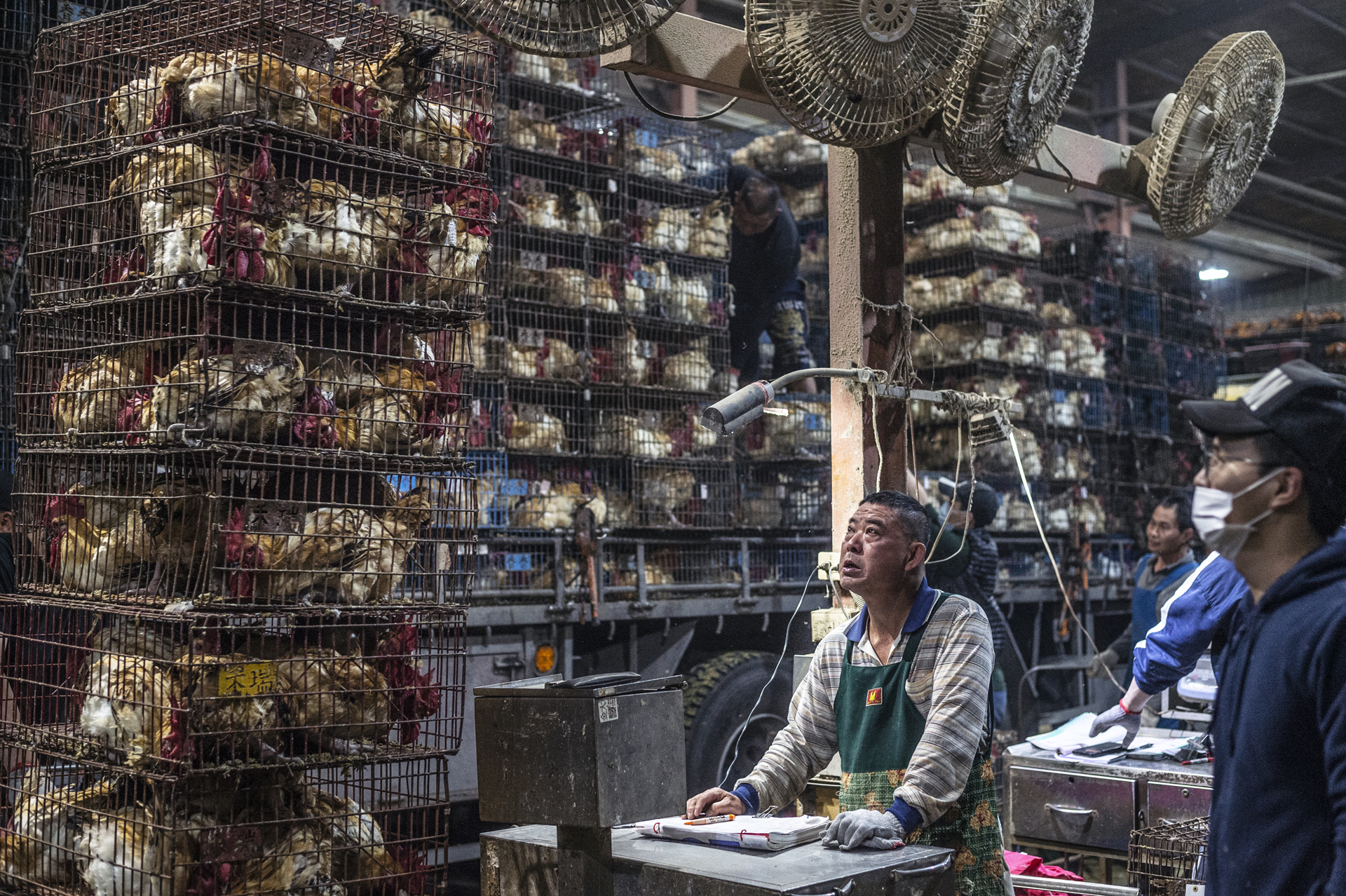 In this busy poultry slaughterhouse, tens of thousands of chickens are processed in a single night. Taiwan. Jo-Anne McArthur