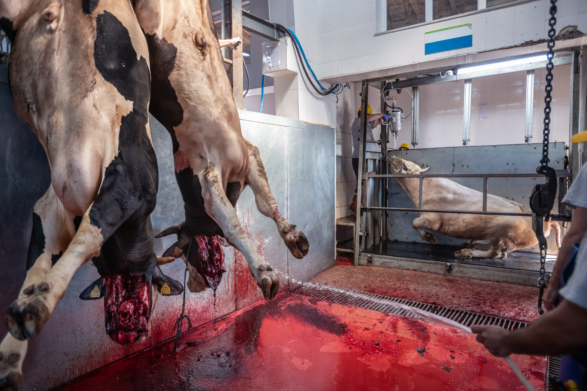 Stunning is not always effective. Hanging from a chain, a conscious steer writhes in agony and fear before having his throat cut. Turkey. Jo-Anne McArthur