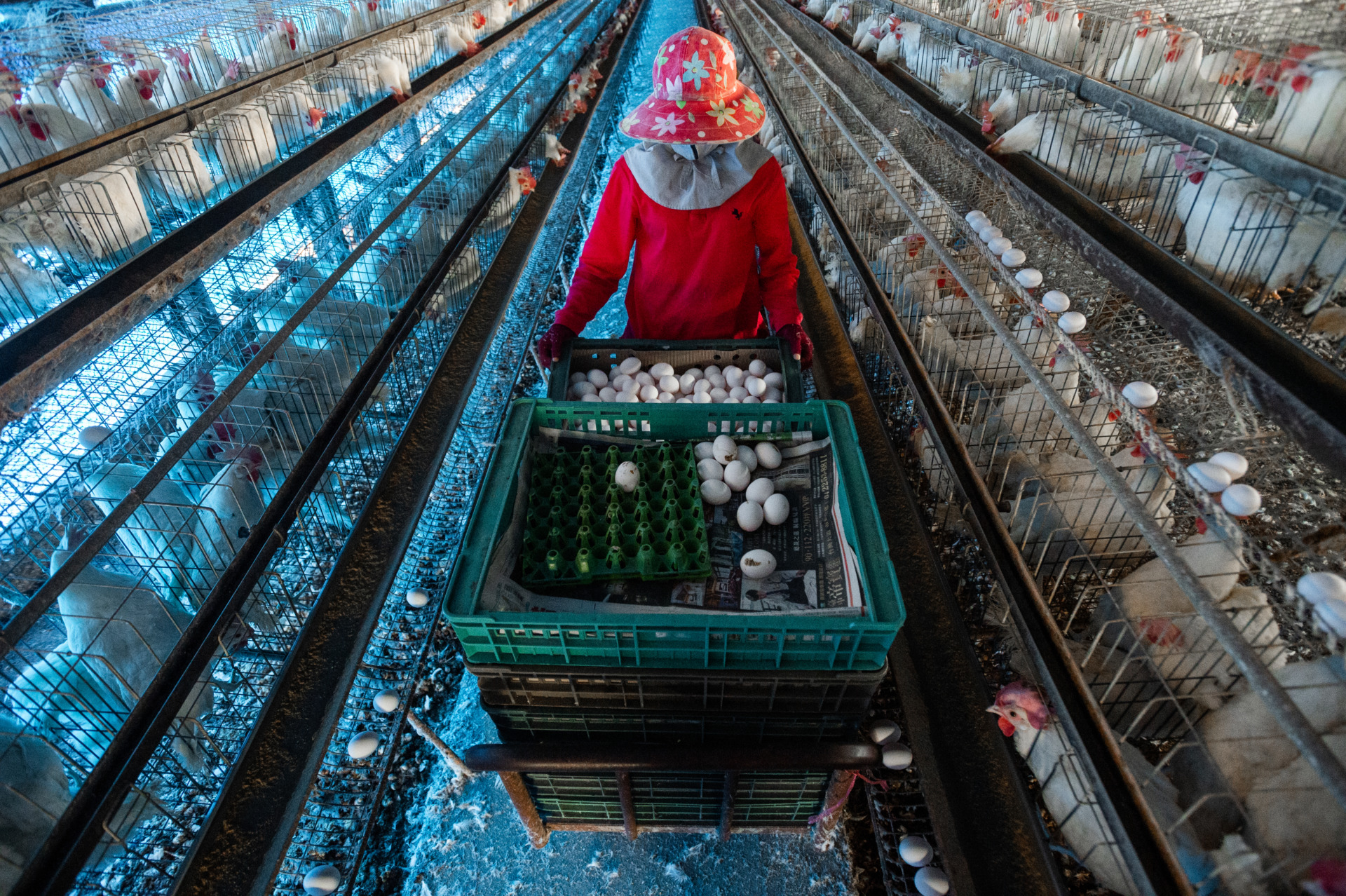 Collecting eggs from layer hens on an intensive poultry farm. Taiwan. Jo-Anne McArthur