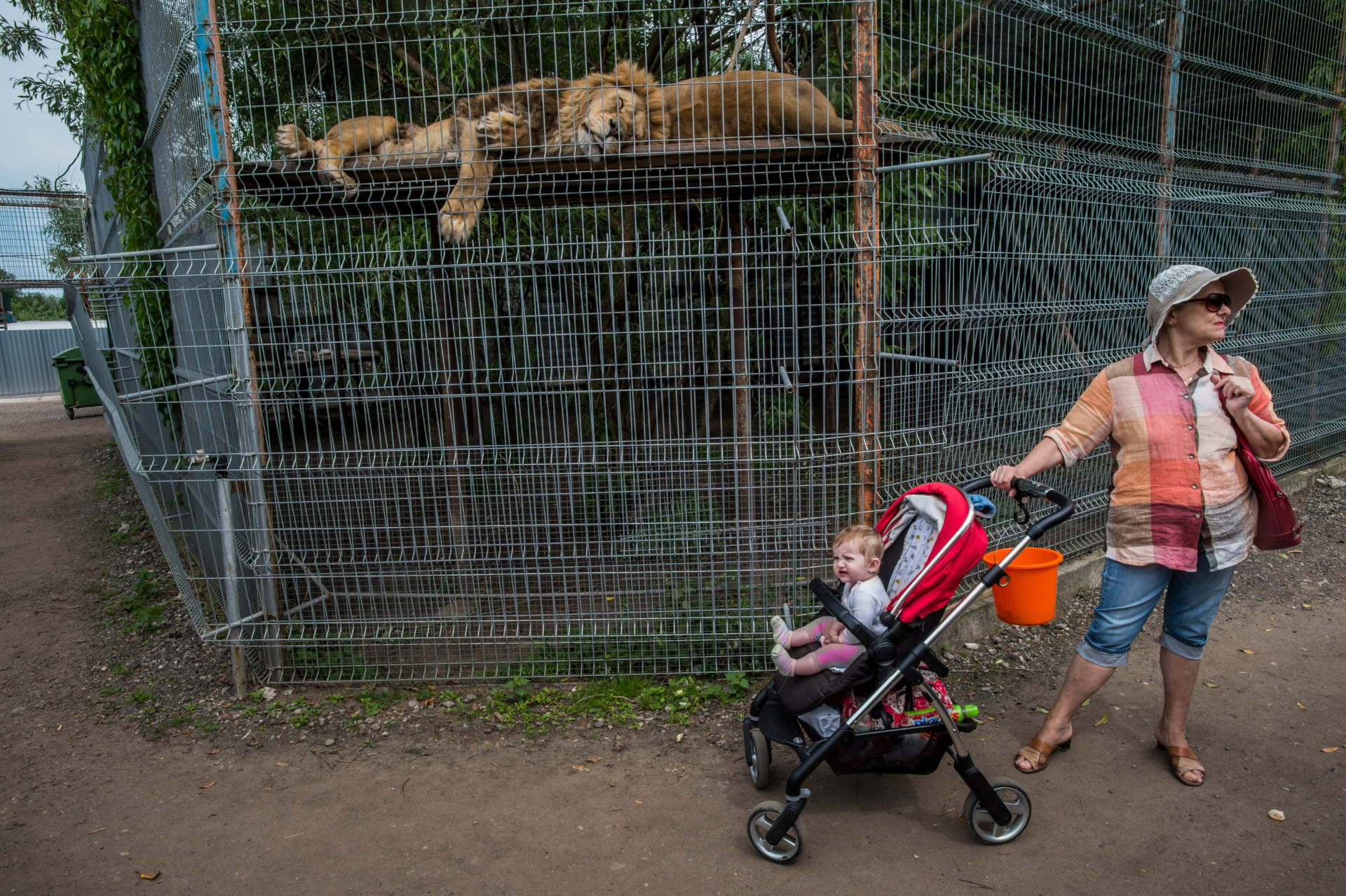 The dullness of captivity and the ubiquitous trip to the zoo is known the world over. Lithuania. Jo-Anne McArthur