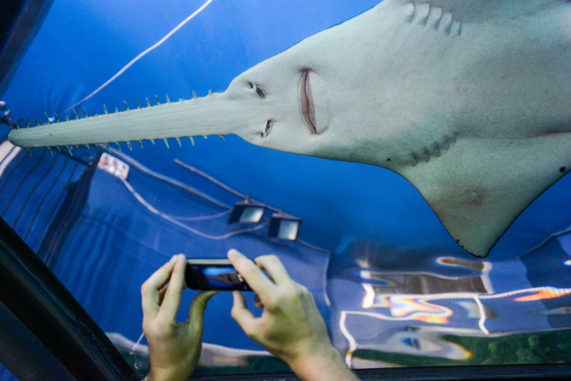 Sawfish. Australia, 2013