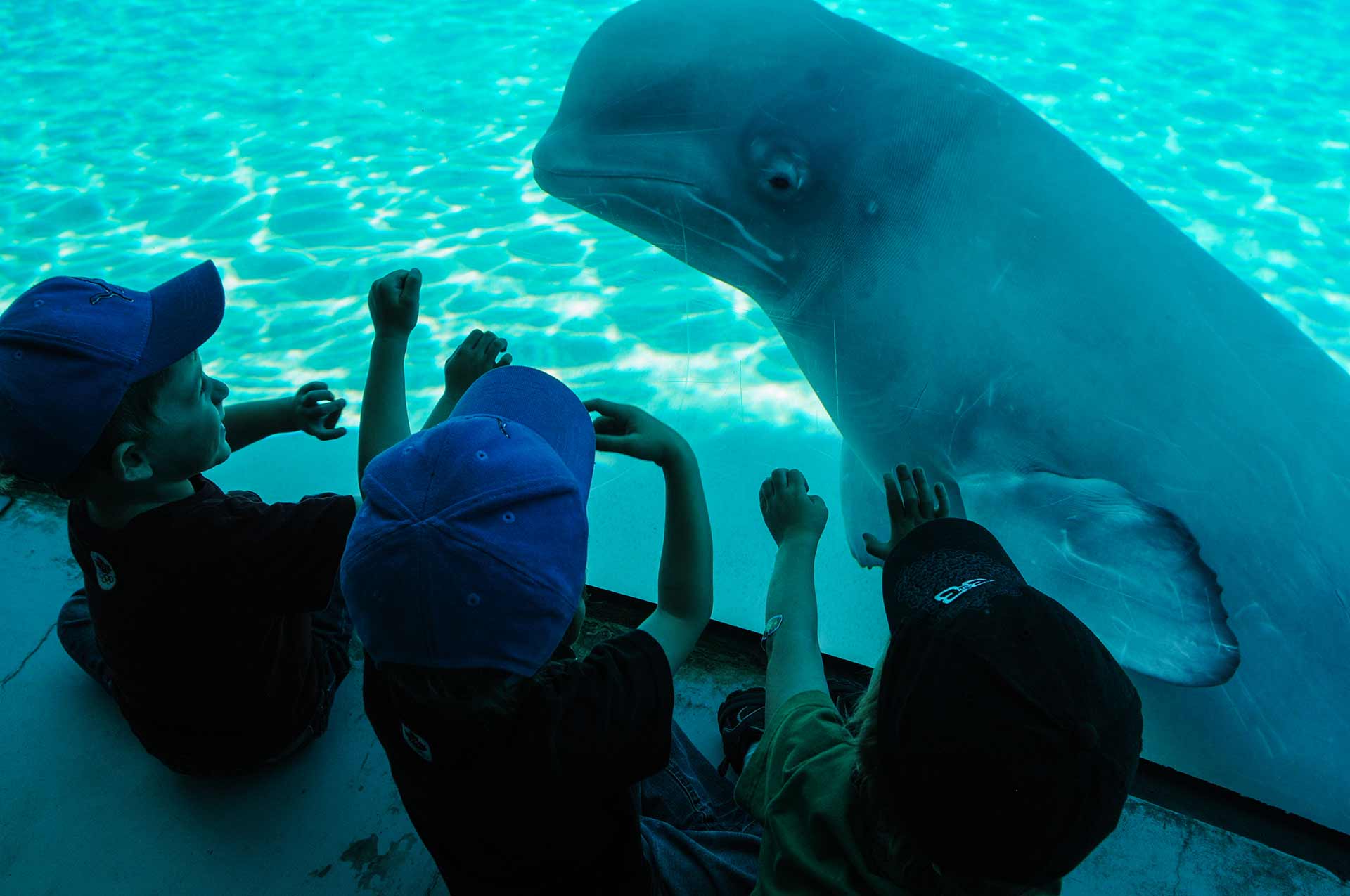 Beluga whale. Canada, 2011