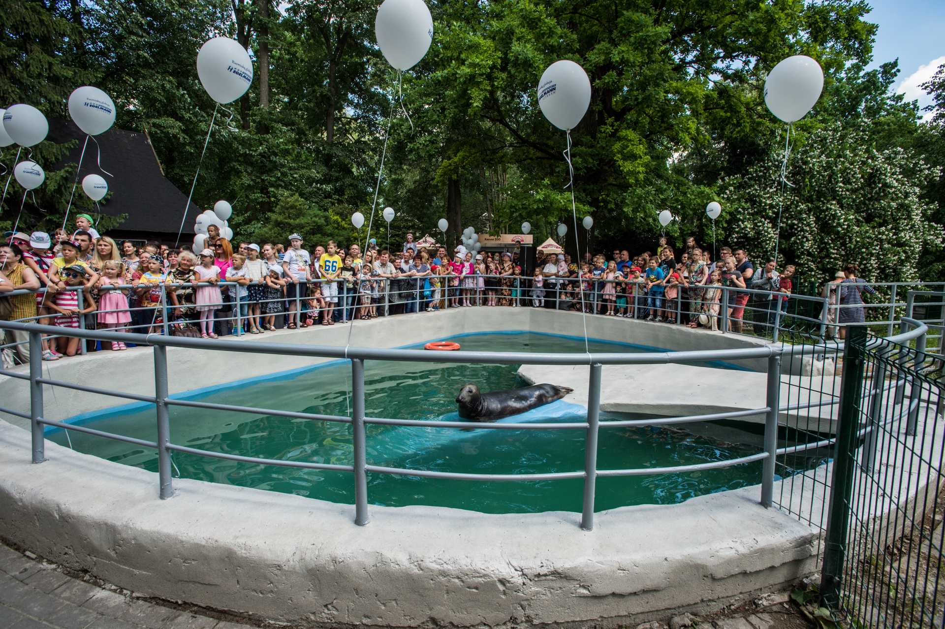 Baltic grey seal. Lithuania, 2016. JMcArthur / Born Free Foundation