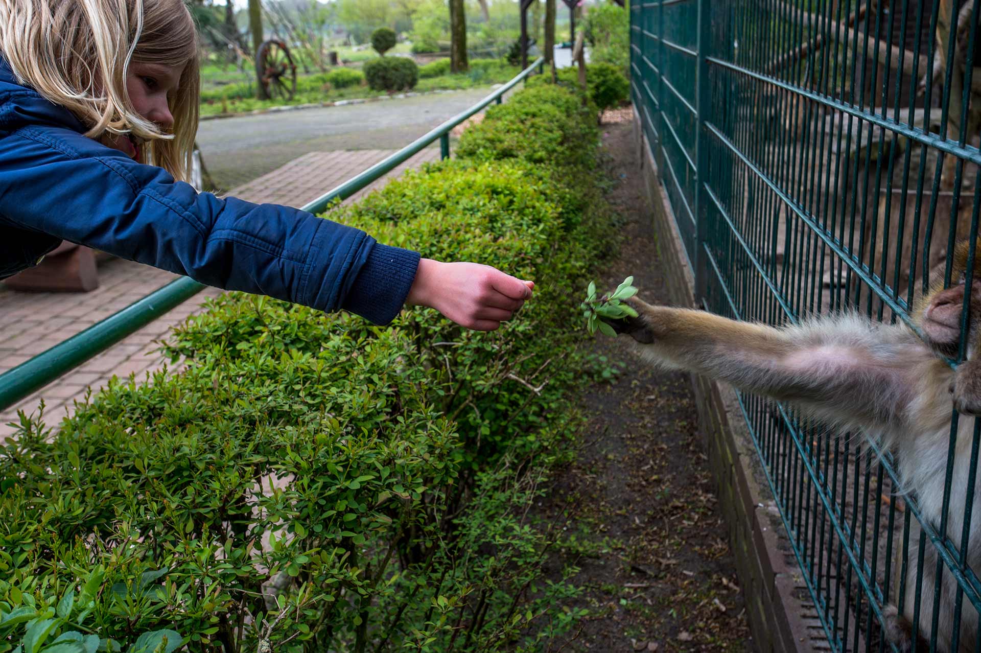 Barbary macaque. Germany, 2016. JMcArthur / Born Free Foundation