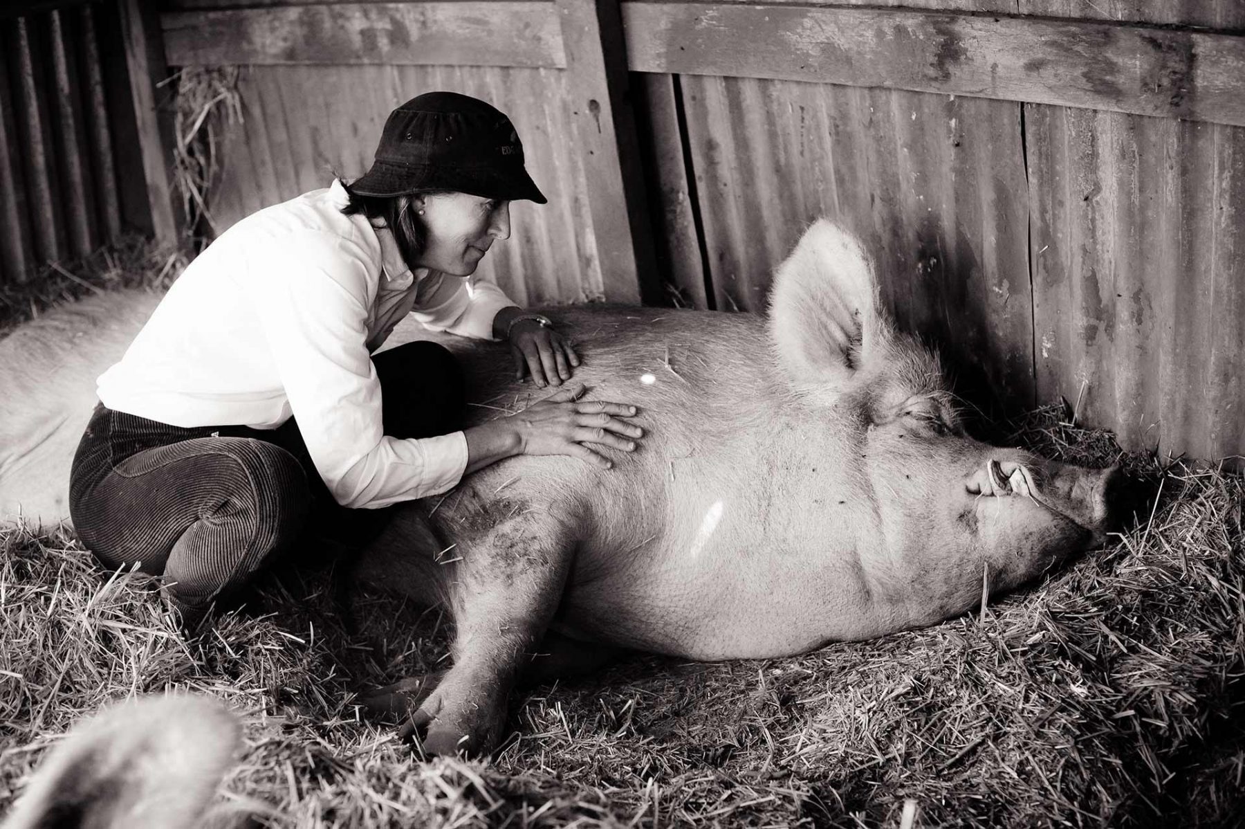 Edgar's Mission founder Pam Ahern with Edgar the Pig. Australia, 2010
