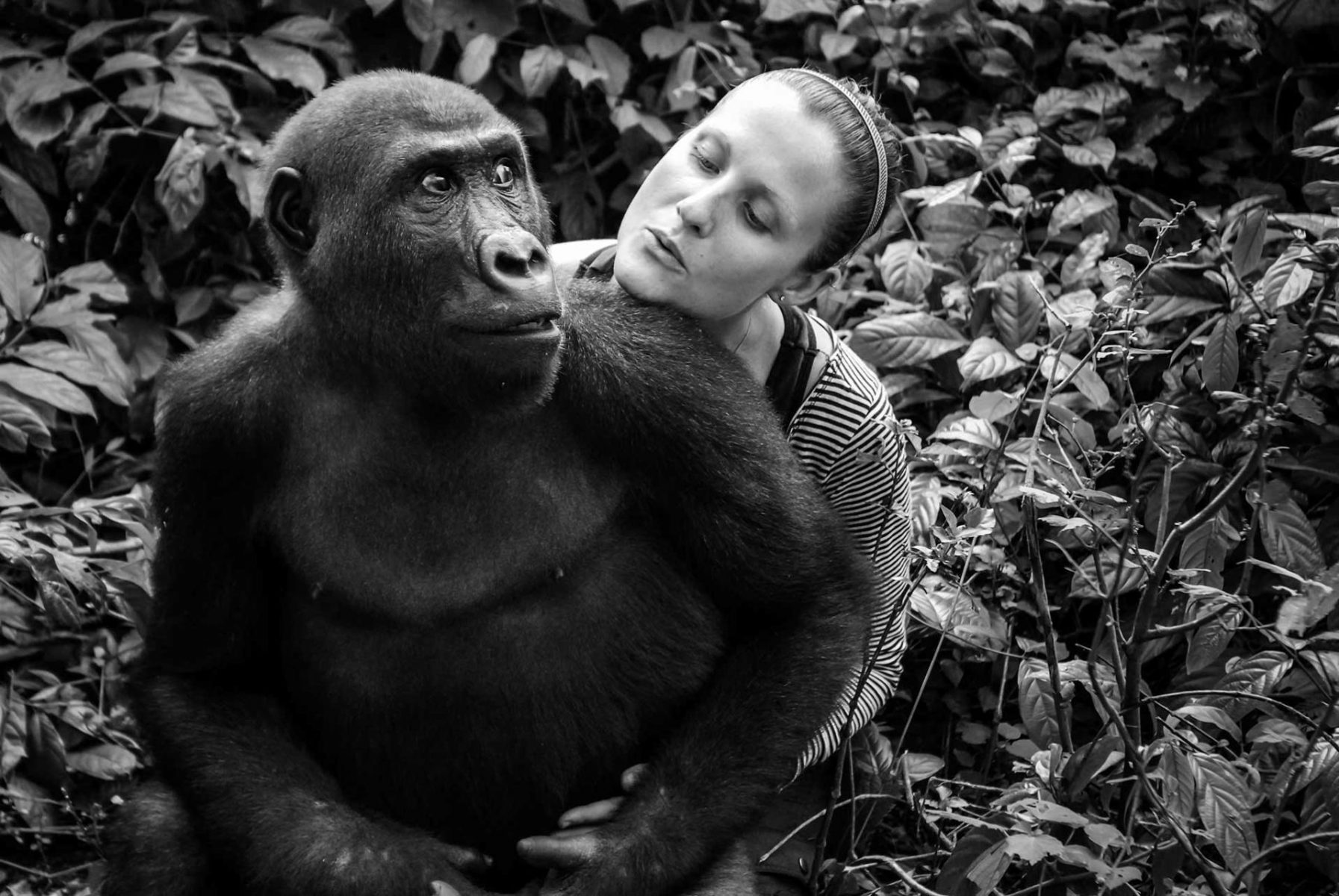 Rachel Hogan with Nkan Daniel, a rescued gorilla whom she raised since he was orphaned by the bush meat trade. Hogan is the Director at Ape Action Africa, a primate sanctuary. Cameroon, 2009