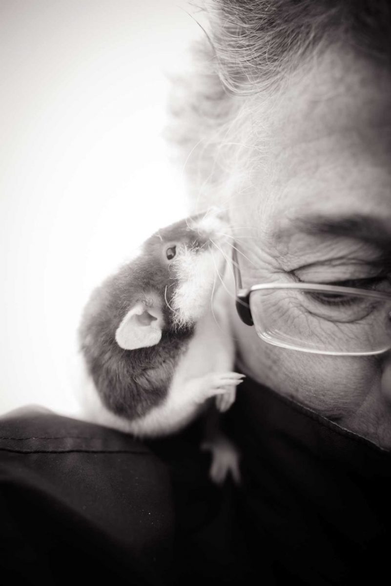New England Anti-Vivisection Society President Dr. Theodora Capaldo with a rescued rat. USA, 2014