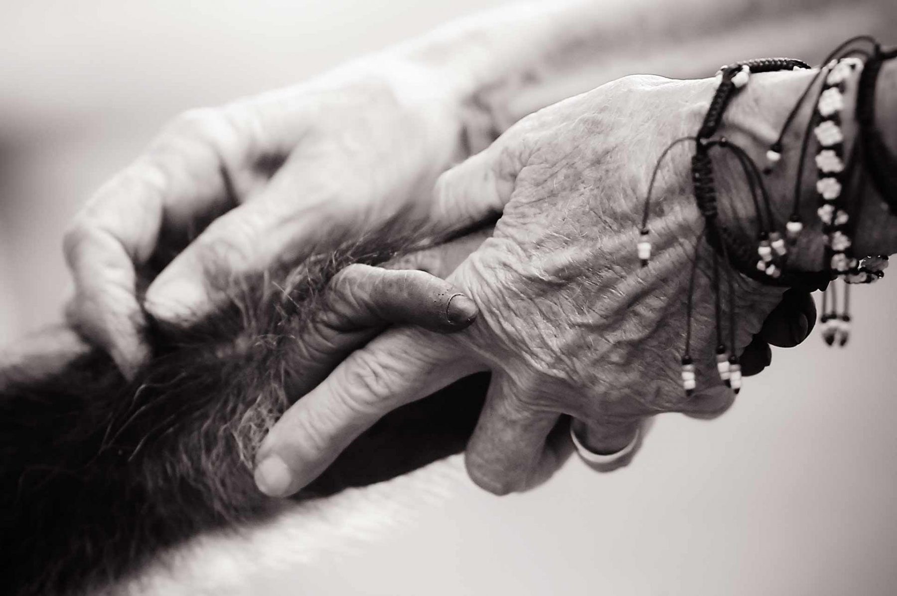 An activist named Ora, grooming and being groomed by a rescued chimpanzee, at Ngamba Island Sanctuary. Uganda
