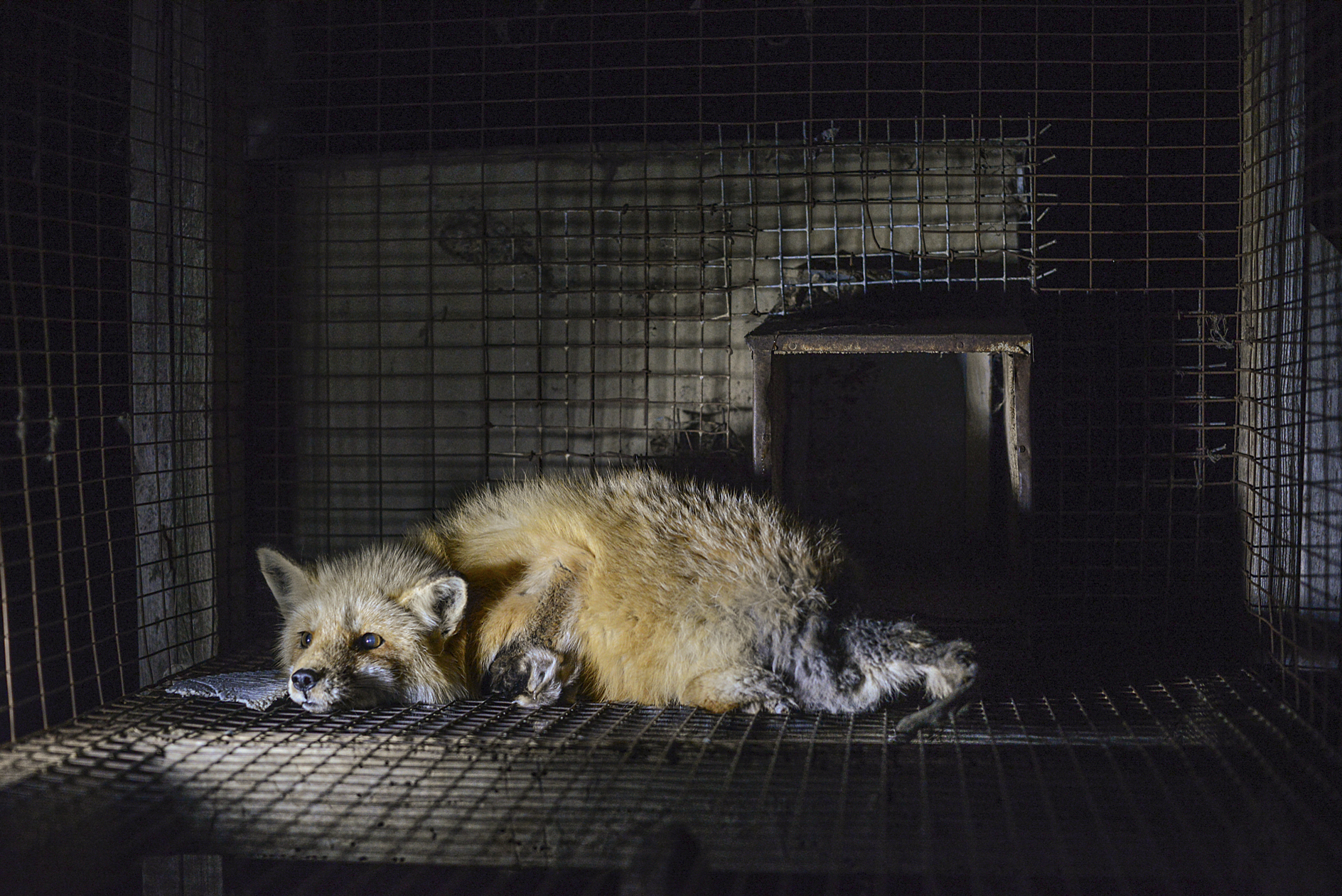 A fox in a fur farm with mange, a missing leg, and self-inflicted injuries to her tail.
