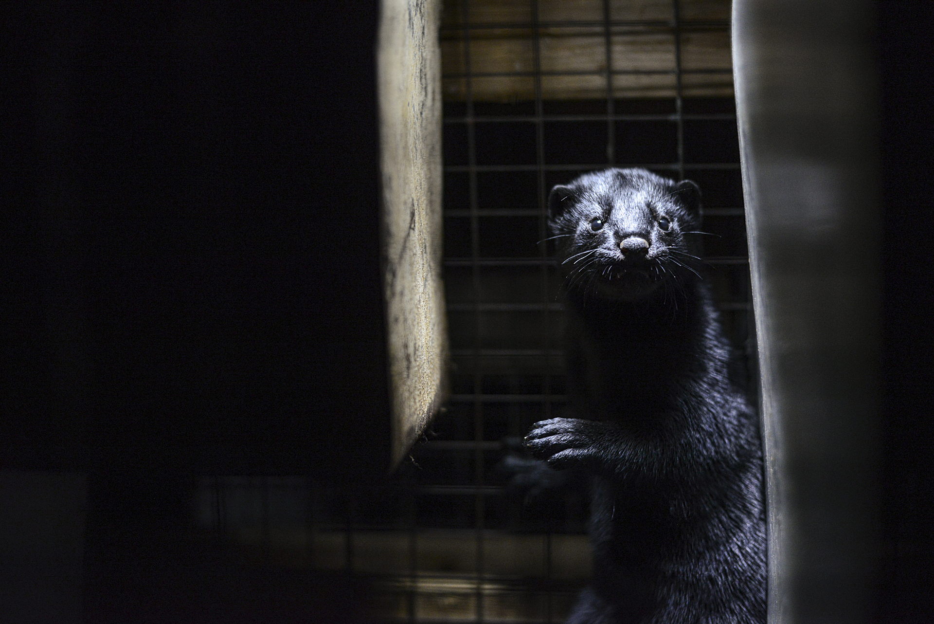 Mink in a standard cage at a fur farm in British Columbia. Codes of practice in Canada state the cage should be 8 in wide × 24 in deep × 16 in high.