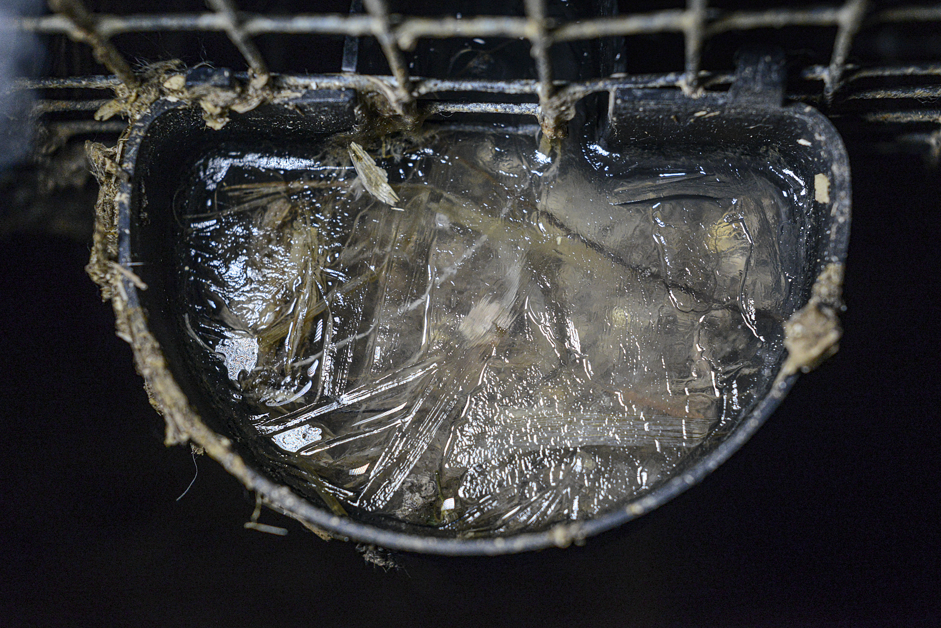 A frozen water dish at a mink farm in Quebec.