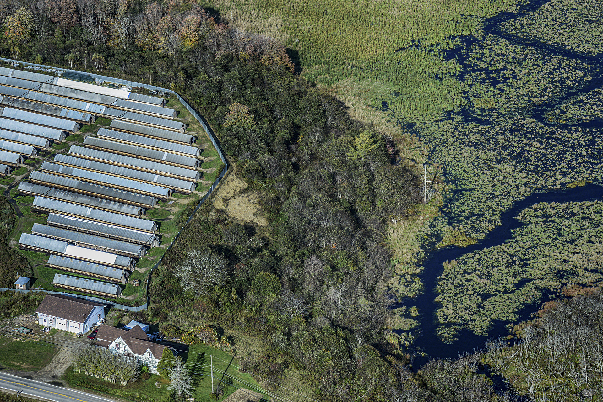 Over time, effluent from mink fur farms has shown to cause algal blooms on nearby waterways in Nova Scotia.