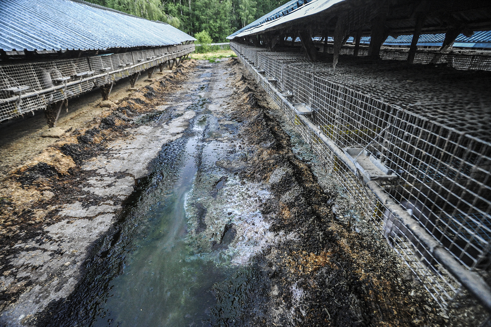 The space between sheds at a mink farm in Sweden.
