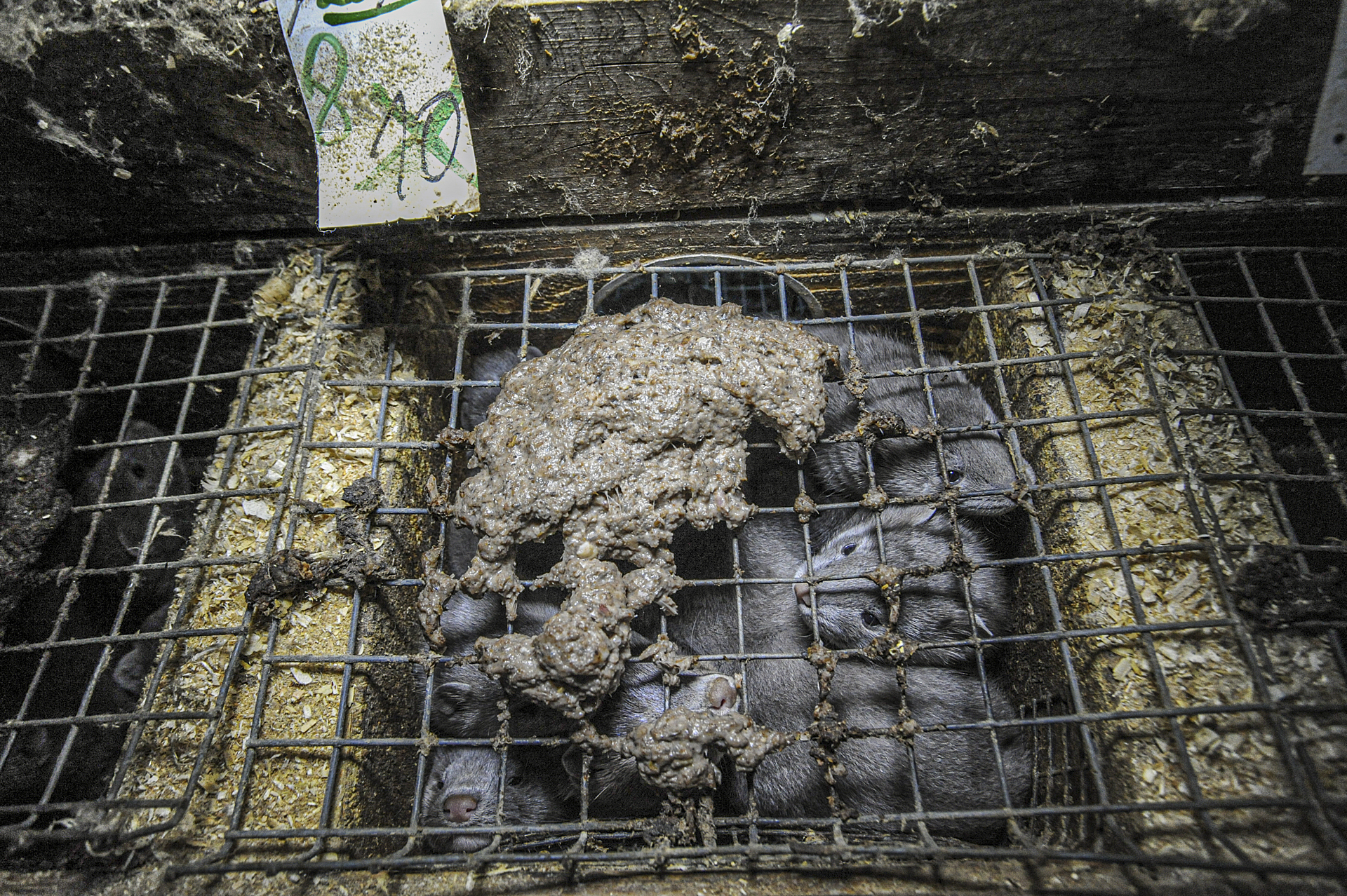 Ten, now eight, mink kits in a nesting box in Sweden. Highly commended at Wildlife Photographer of the Year.