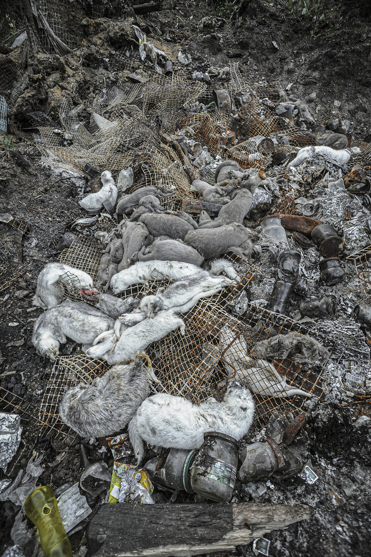 Hundreds of bodies and garbage behind a mink farm in Sweden.