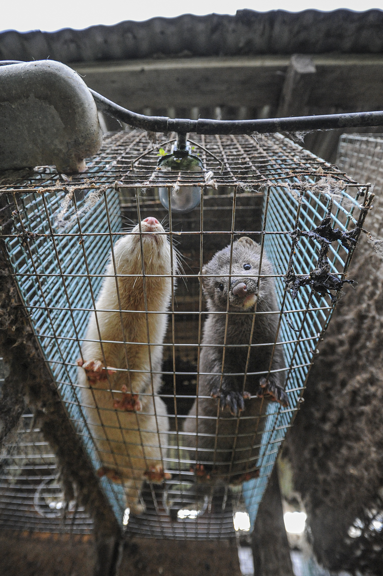 Mink on a fur farm in Sweden.