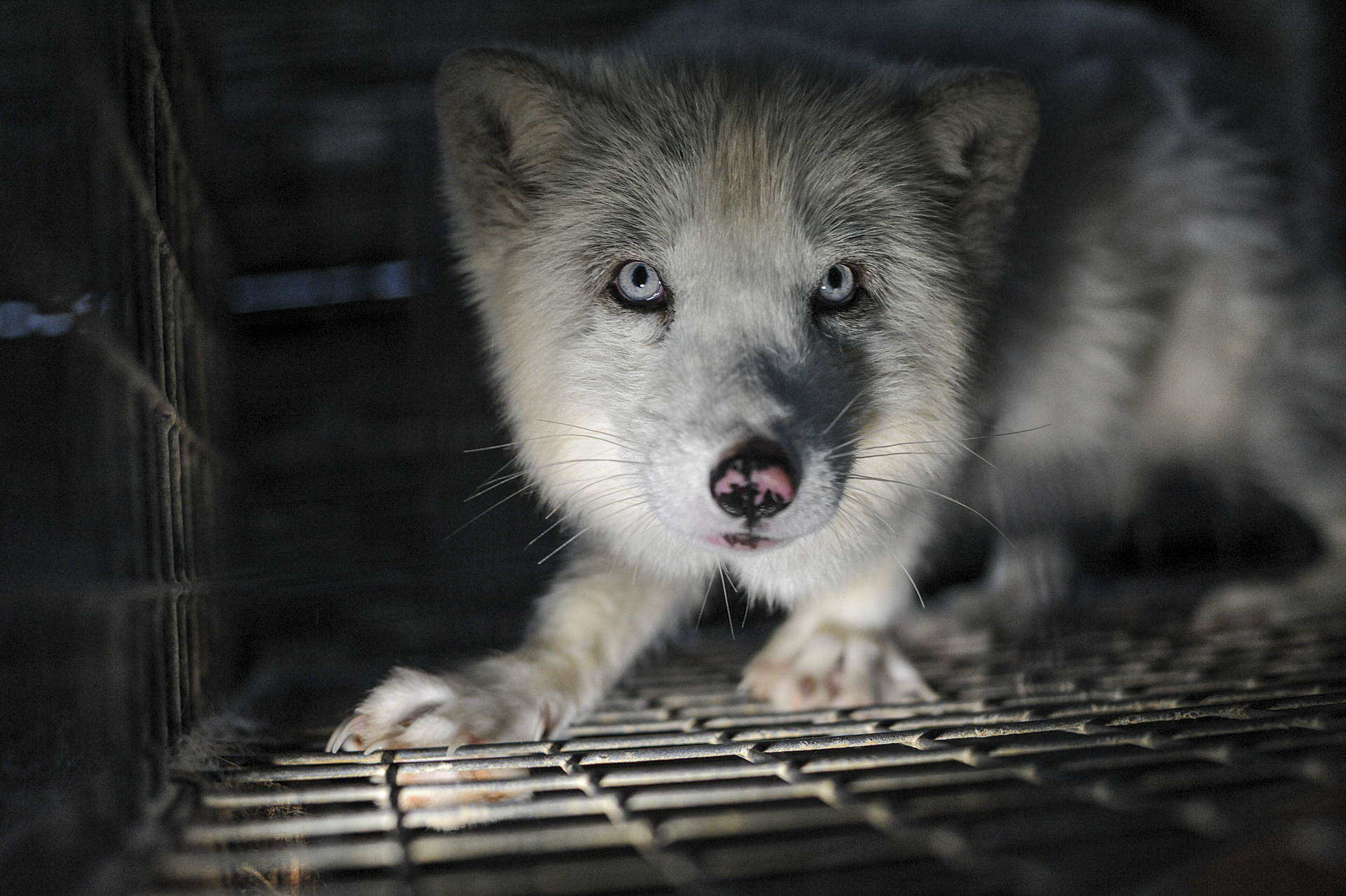 A white fox in a small cage at a fur farm. Location undisclosed.