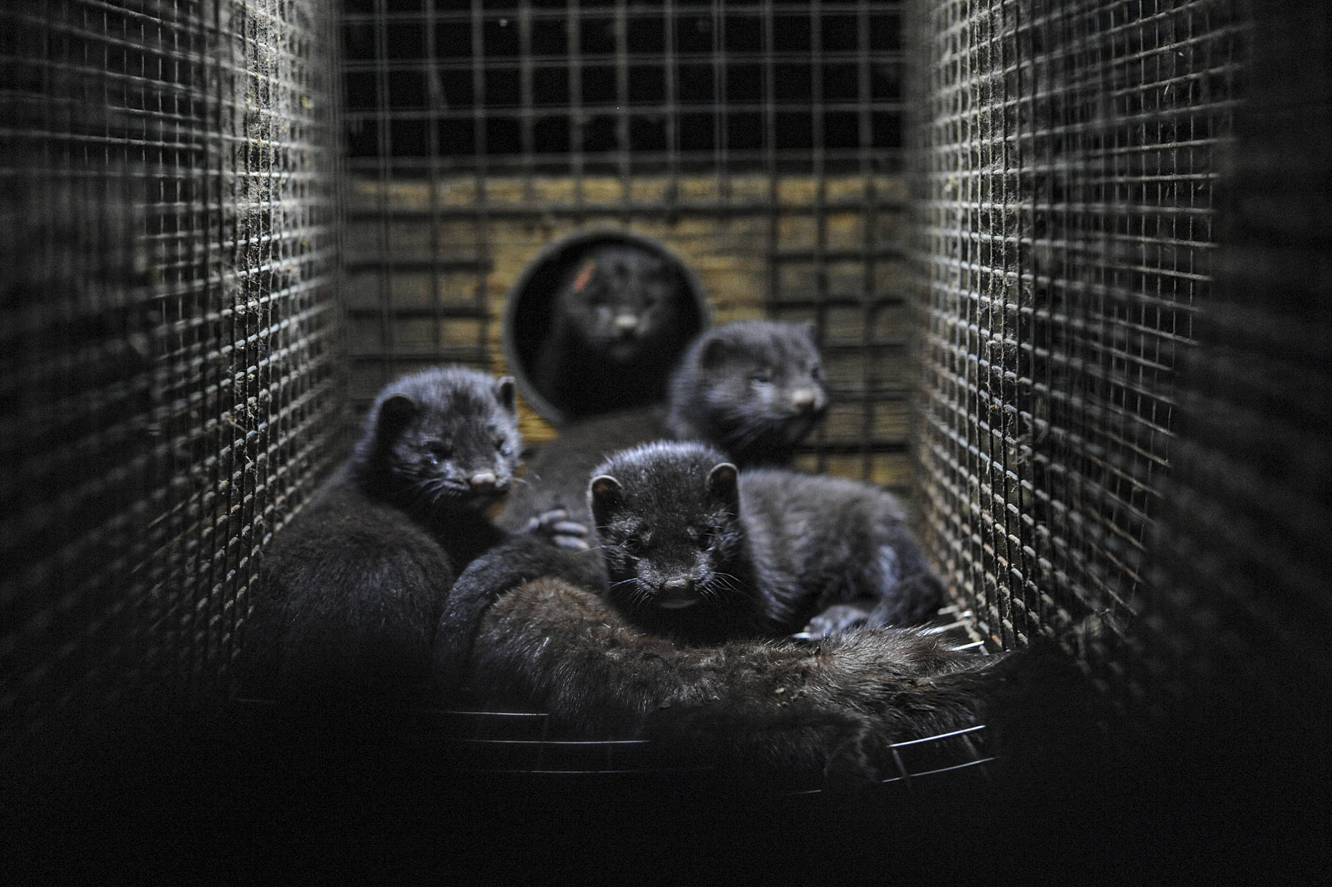 Mink kits cuddle to the body of their dead mother at a fur farm in Sweden.
