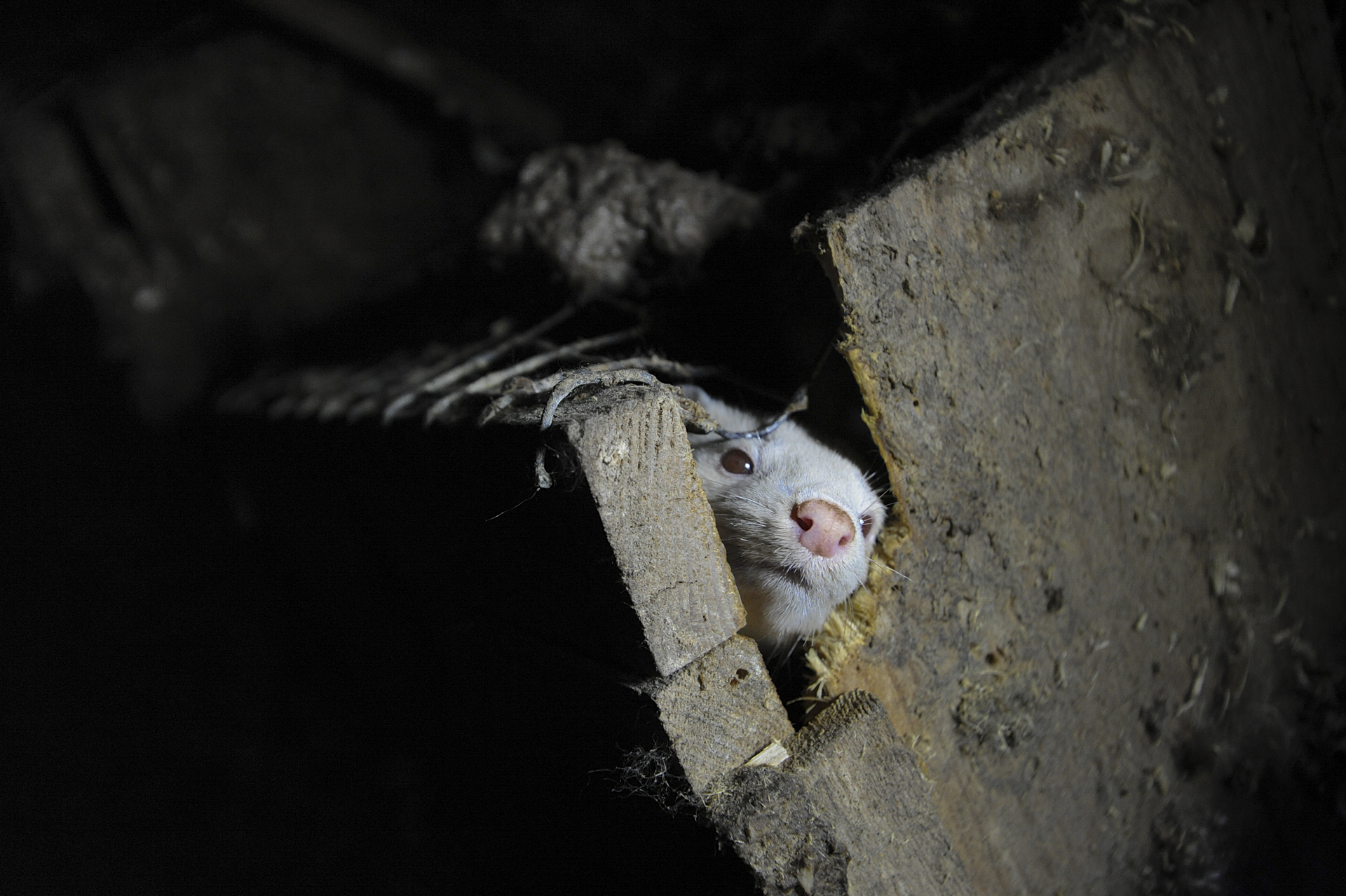 A mink peers out from a cage he is able to escape at a fur farm in Sweden.